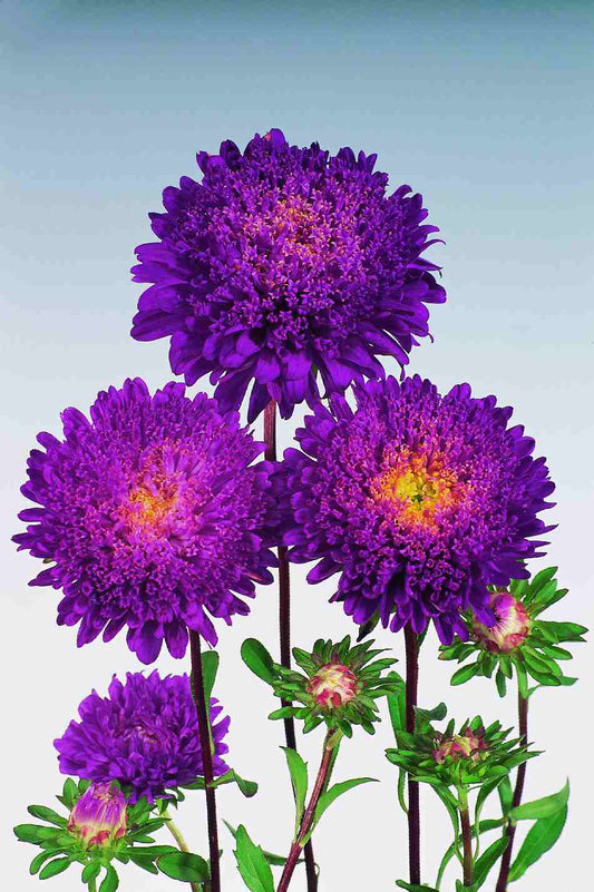 Asteres 'Standy Dark Blue'