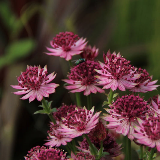 Astrancija 'Roma'