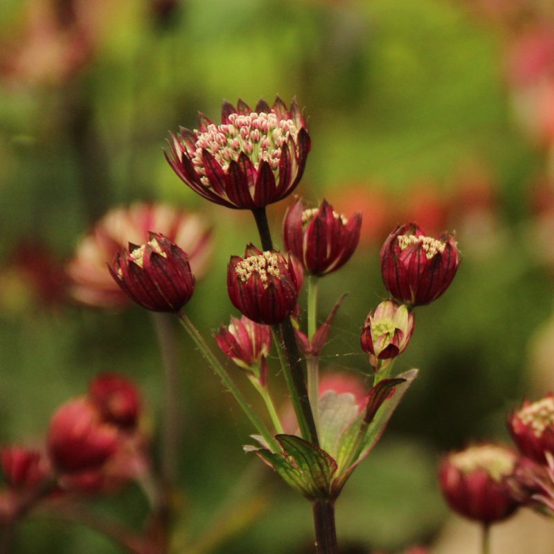 Astrancija 'Moulin Rouge'