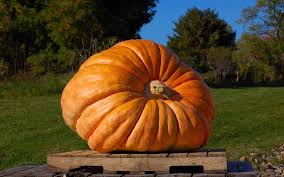 Ķirbis ‘Atlantic Giant'