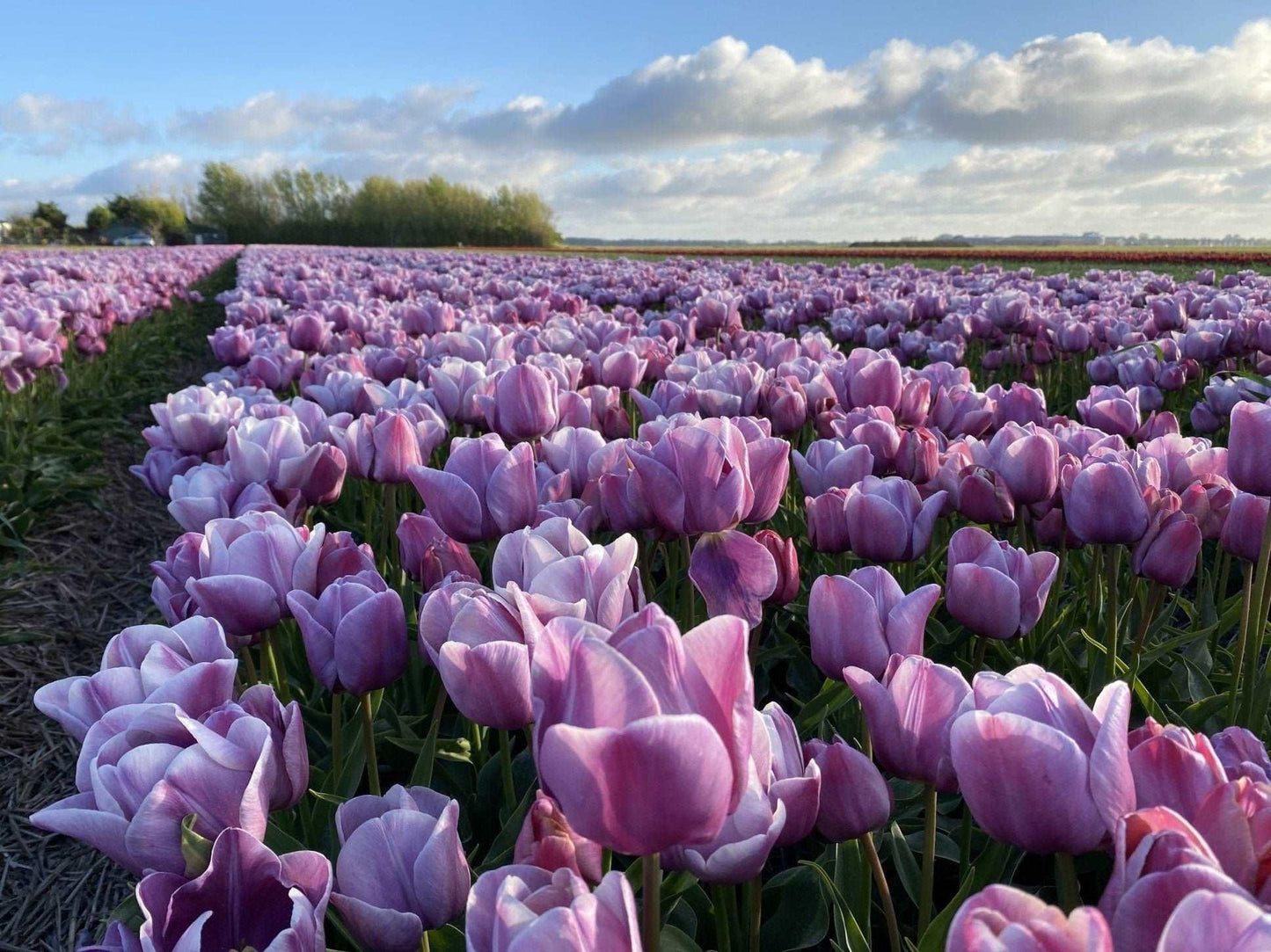 Daudzziedu tulpes 'Blue Heaven'