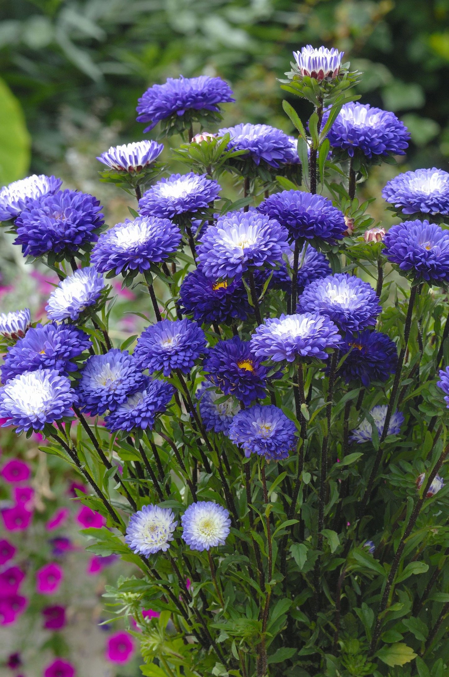 Asteres 'Matsumoto Blue  Tipped White'