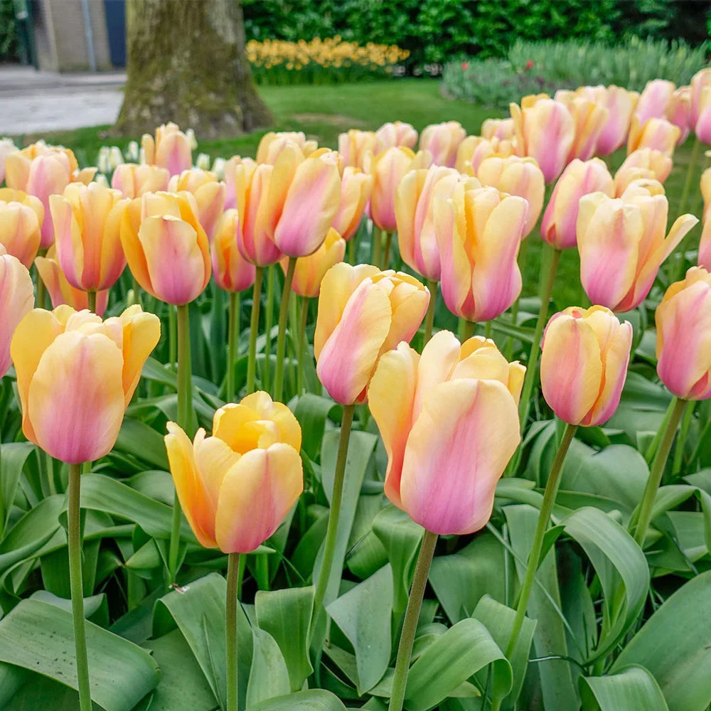 Tulpes 'Blushing Impression'