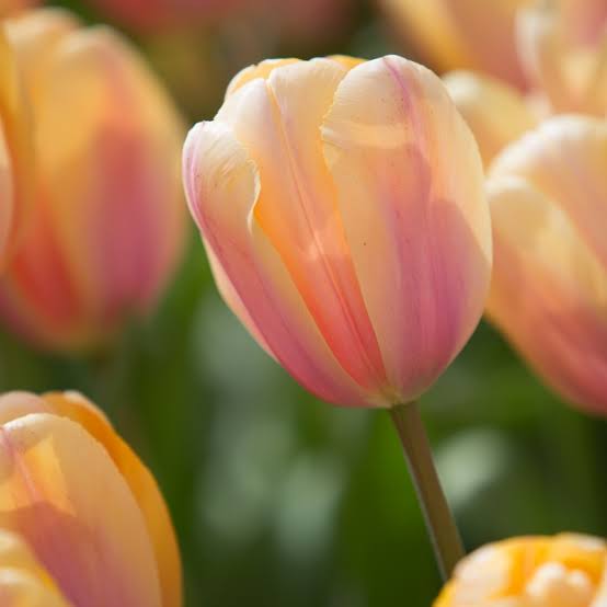 Sīpolpuķu komplekts ar mēslojumu 'Gold&Peach'
