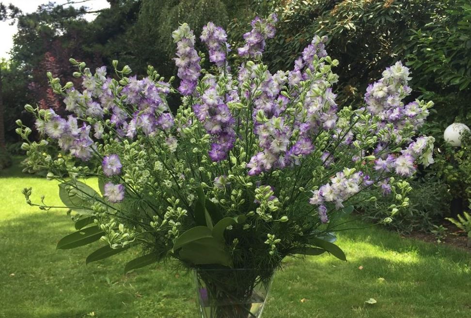 Delfīnija 'Brisbane White Blue Edge'