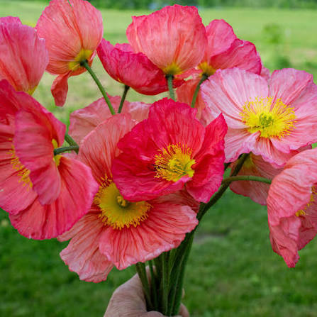 Islandes magone 'Champagne Bubbles Pink"