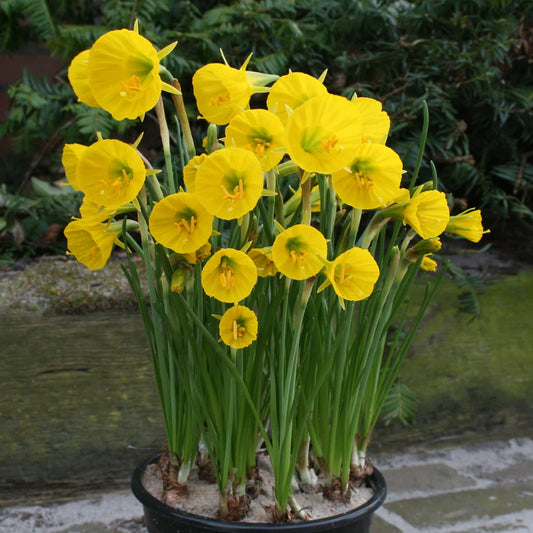 Narcises bulbocodium 'OxfordGold'