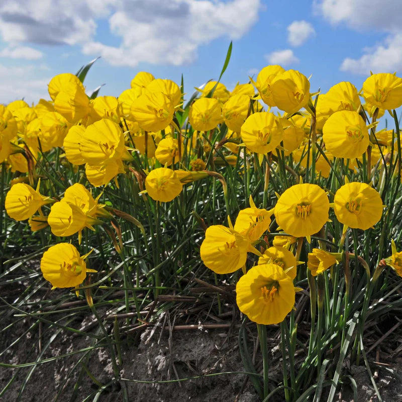 Narcises bulbocodium 'OxfordGold'