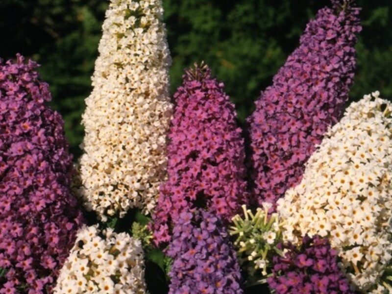 Dāvida budleja " Butterfly hybrids" Mix