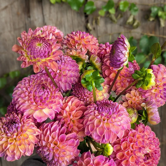 Dālija 'Cranberry Classic'