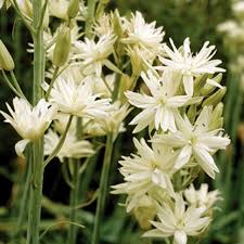 Camassia leichtlinii 'Semiplena' - kāmāsija pildītiem ziediem