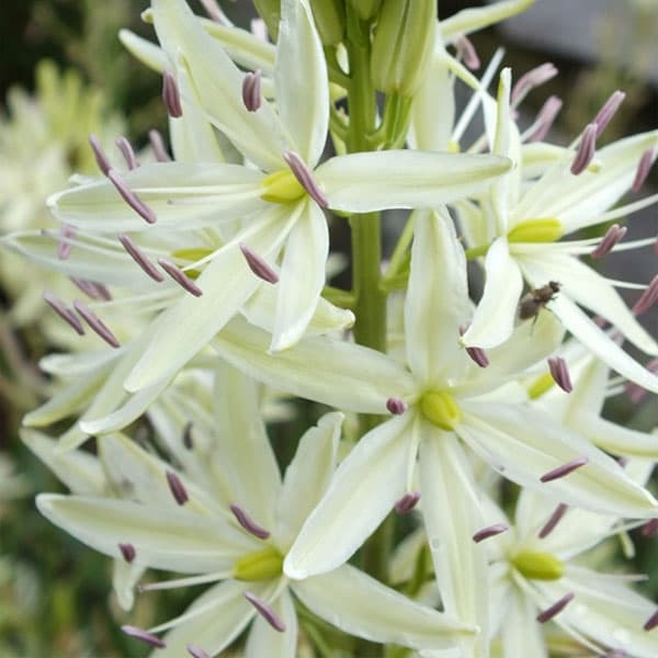 Kamasija 'Alba'