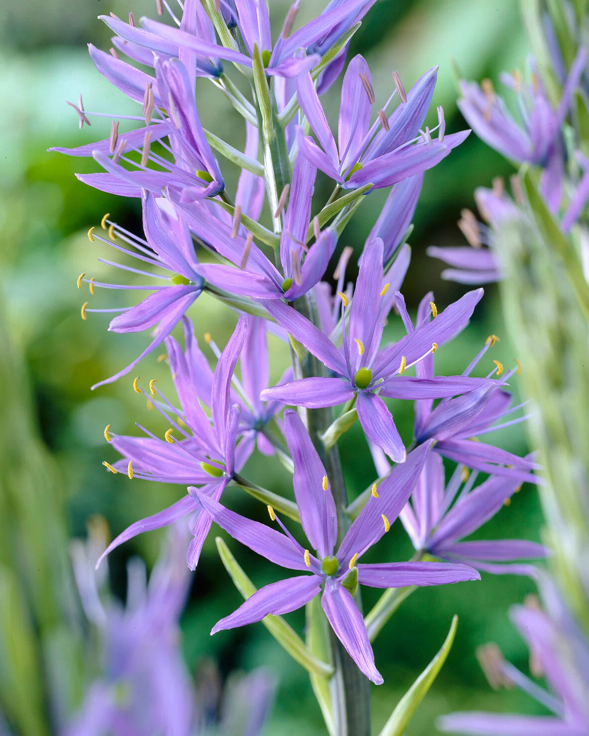 Kamasija 'Caerulea'