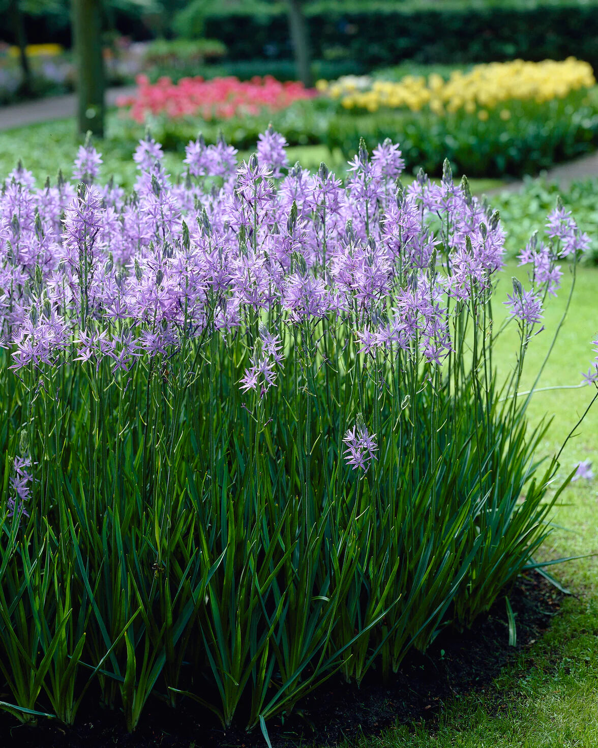 Kamasija 'Caerulea'