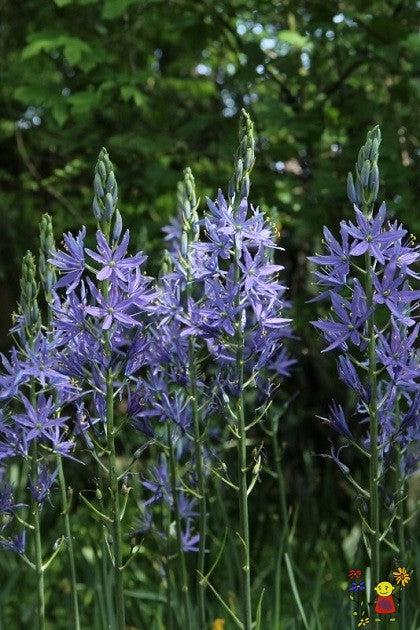 Kamasija 'Caerulea'