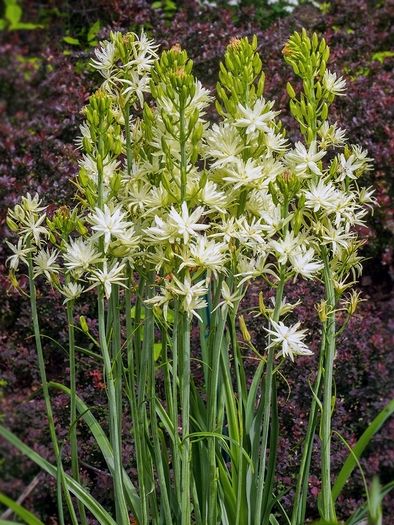 Camassia leichtlinii 'Semiplena' - kāmāsija pildītiem ziediem