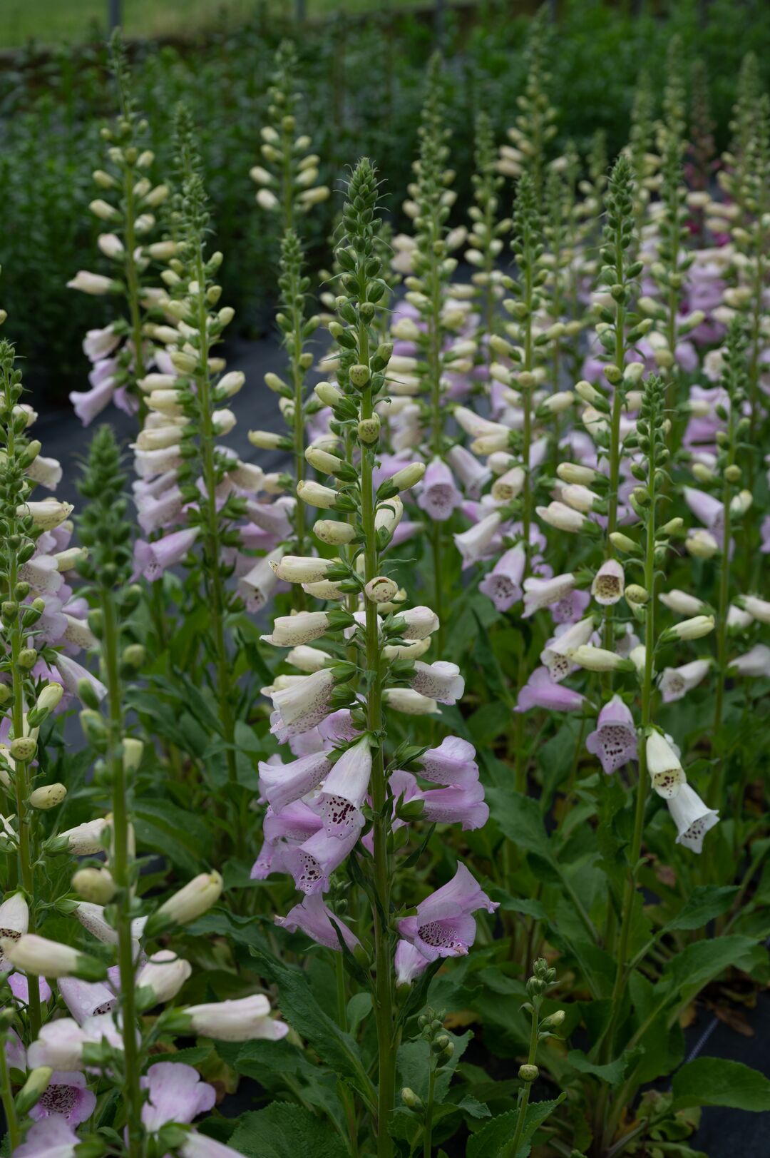 Uzpirkstīte 'Camelot Lavender'
