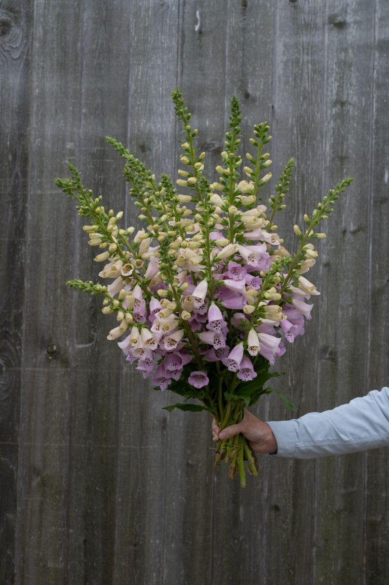 Uzpirkstīte 'Camelot Lavender'