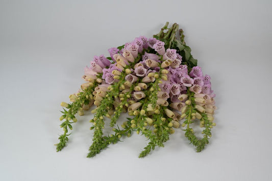 Uzpirkstīte 'Camelot Lavender'