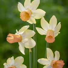 Narcises 'Carice'
