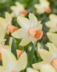Narcises 'Carice'