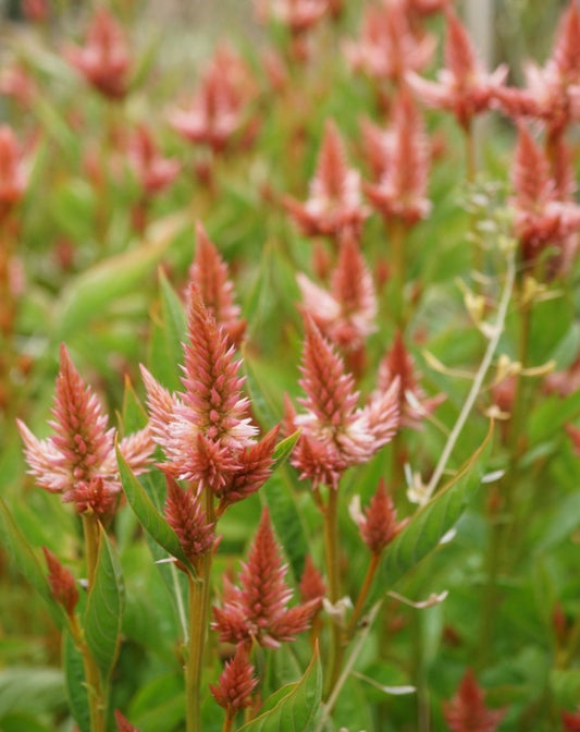 Celozija 'Celway Salmon'