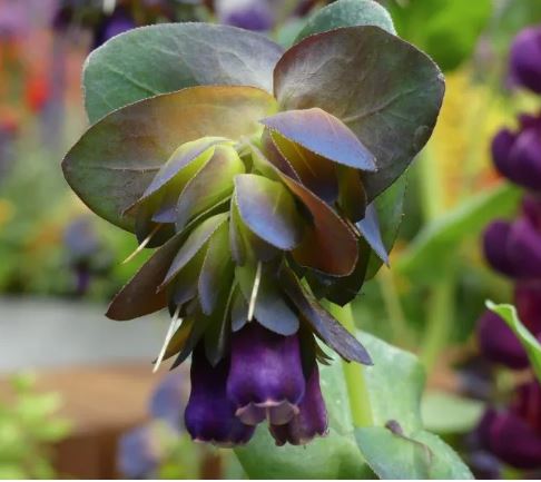 Purpura cerinte 'Pride of Gibraltar'