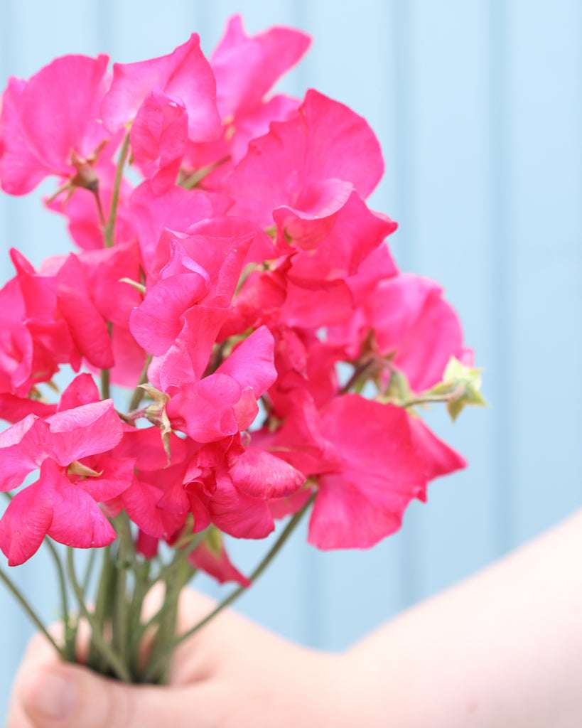 Puķuzirņi 'Spring Sunshine Cerise'