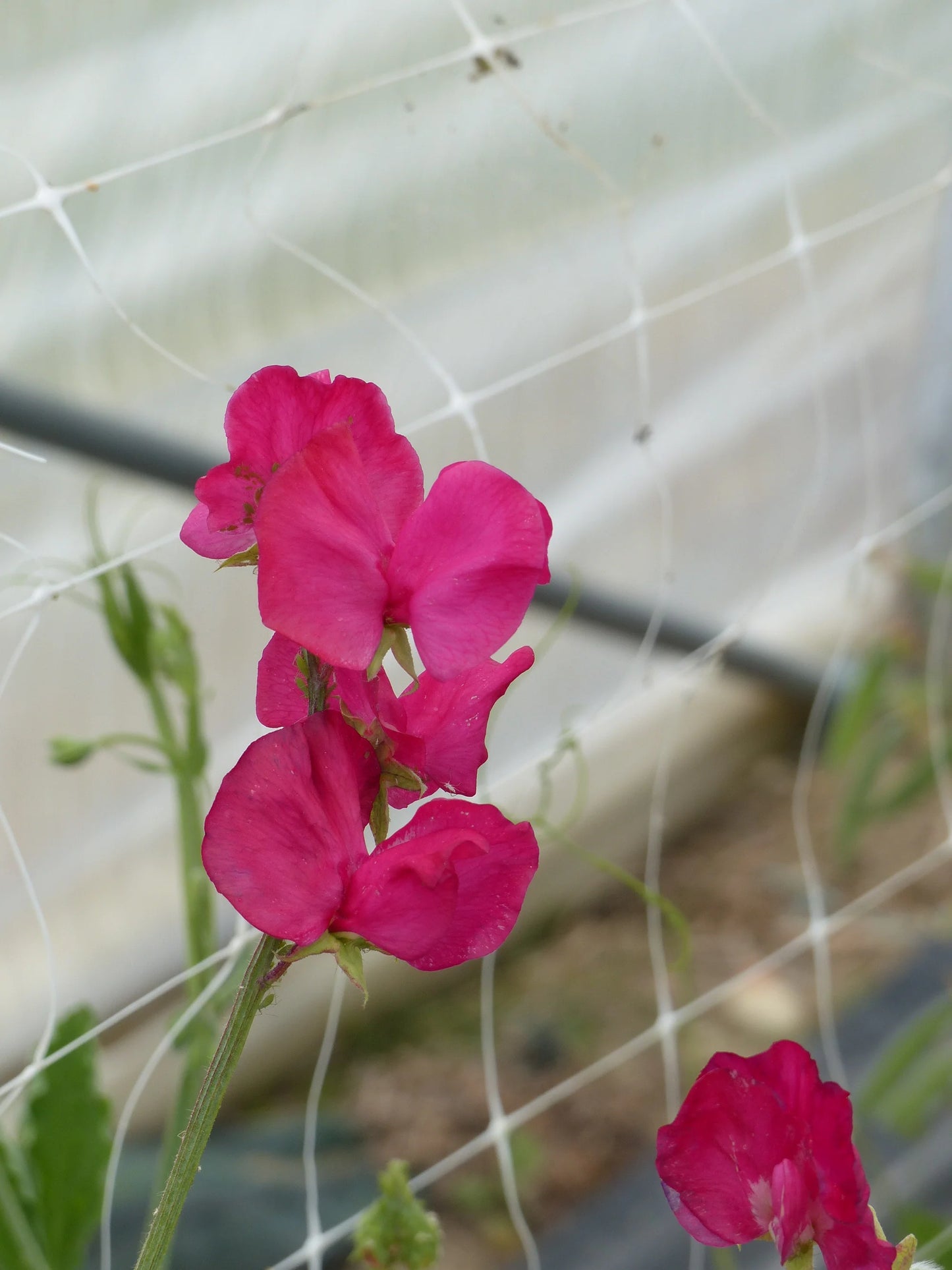 Puķuzirņi 'Spring Sunshine Cerise'