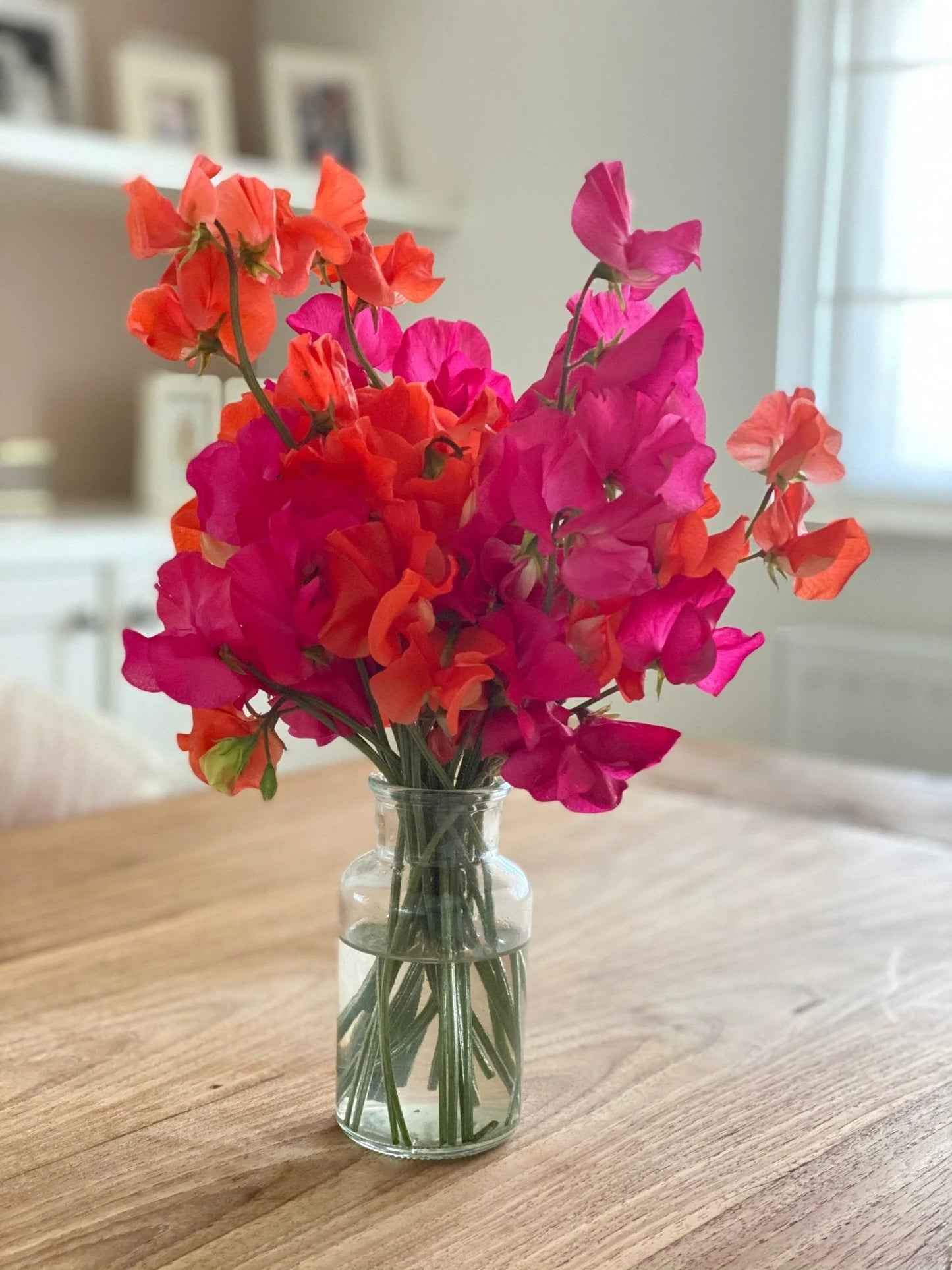 Puķuzirņi 'Spring Sunshine Cerise'