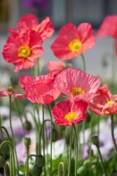 Islandes magone 'Champagne Bubbles Pink"