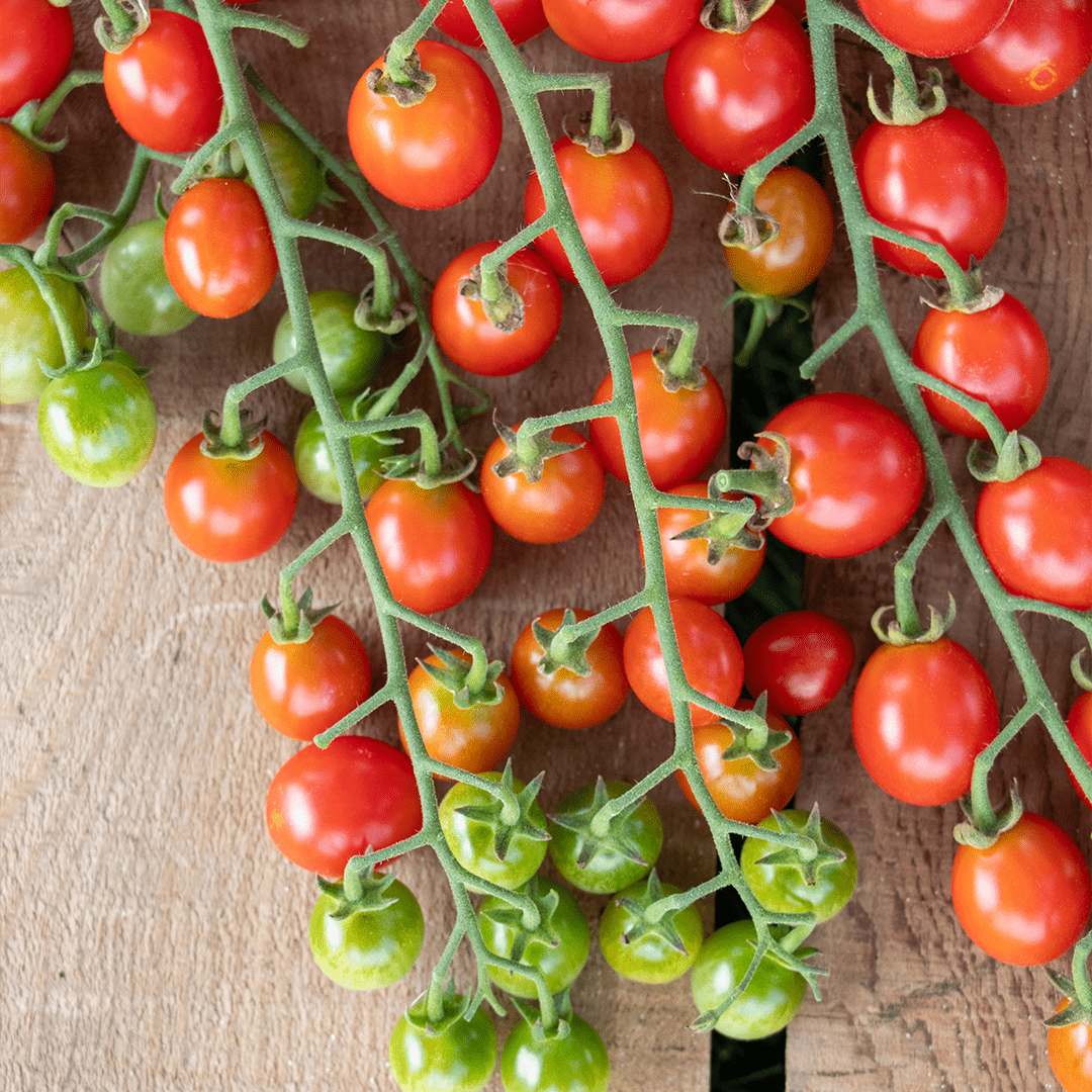Tomāti 'Tutti Frutti chery Red' F1