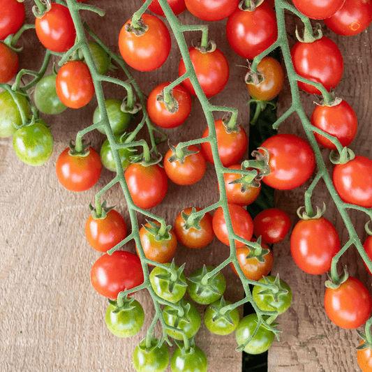 Tomāti 'Tutti Frutti chery Red' F1