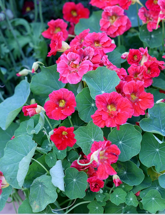 Krese zemā 'Jewel Cherry Rose'