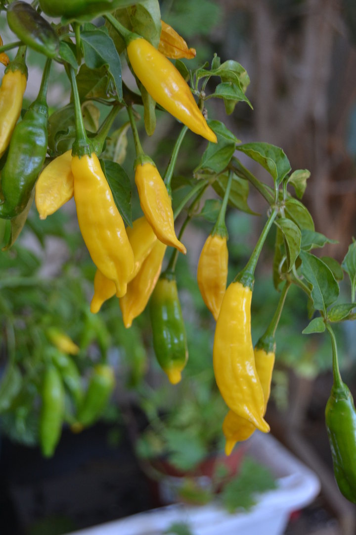 Asie pipari 'Hot Lemon'
