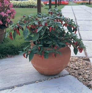 Asie, nokarenie pipari 'Apache'