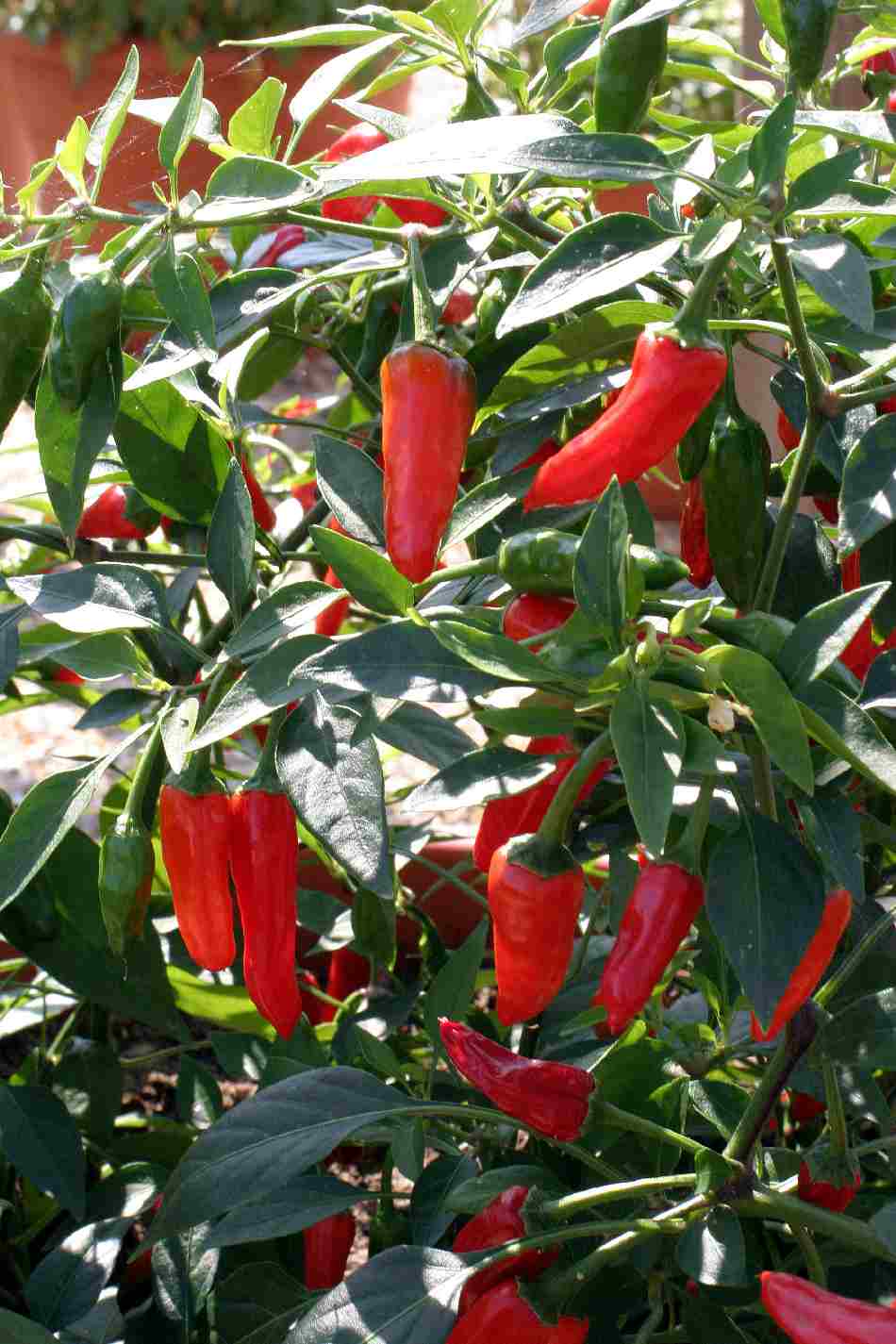 Asie, nokarenie pipari 'Apache'