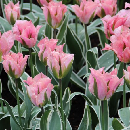 Tulpes 'China town'