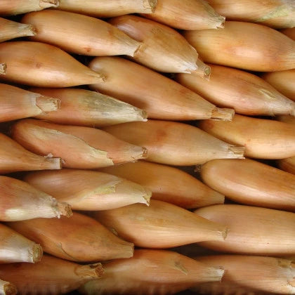 Sīpoli 'Tosca'