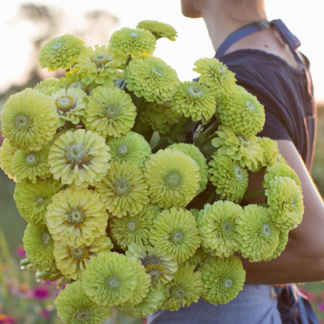 Cinnija 'QUEEN LIME'