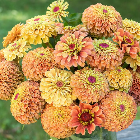 Cinnija 'QUEEN LIME ORANGE'