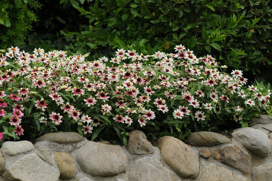 Cinnija 'Single Starlight Rose'