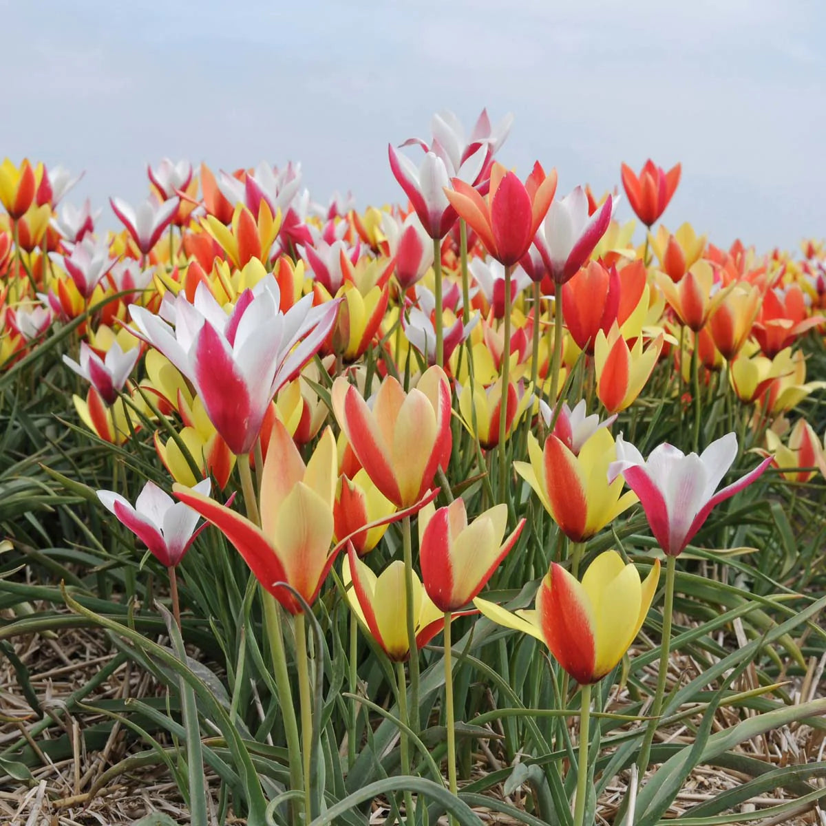 Tulpes 'Clusiana Mix'