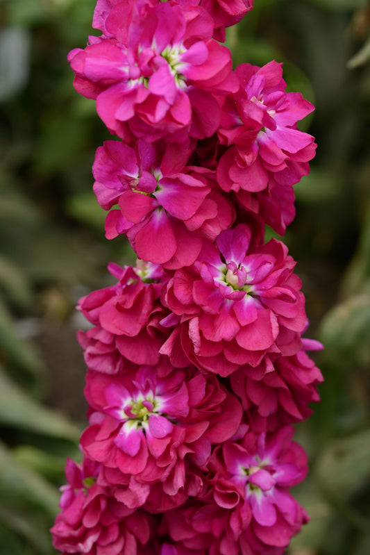 Lefkoja 'Column Miracle Crimson'