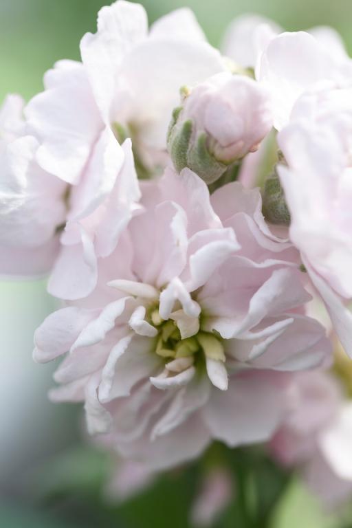 Lefkoja 'Column Appleblossom'