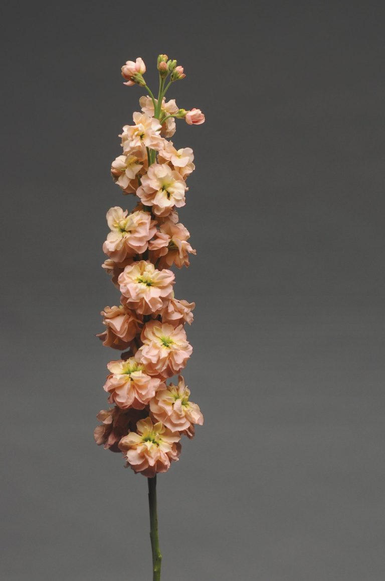 Lefkoja 'Column Apricot'