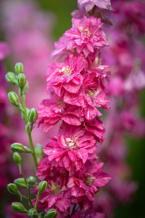 Delfīnija 'Carmine King'