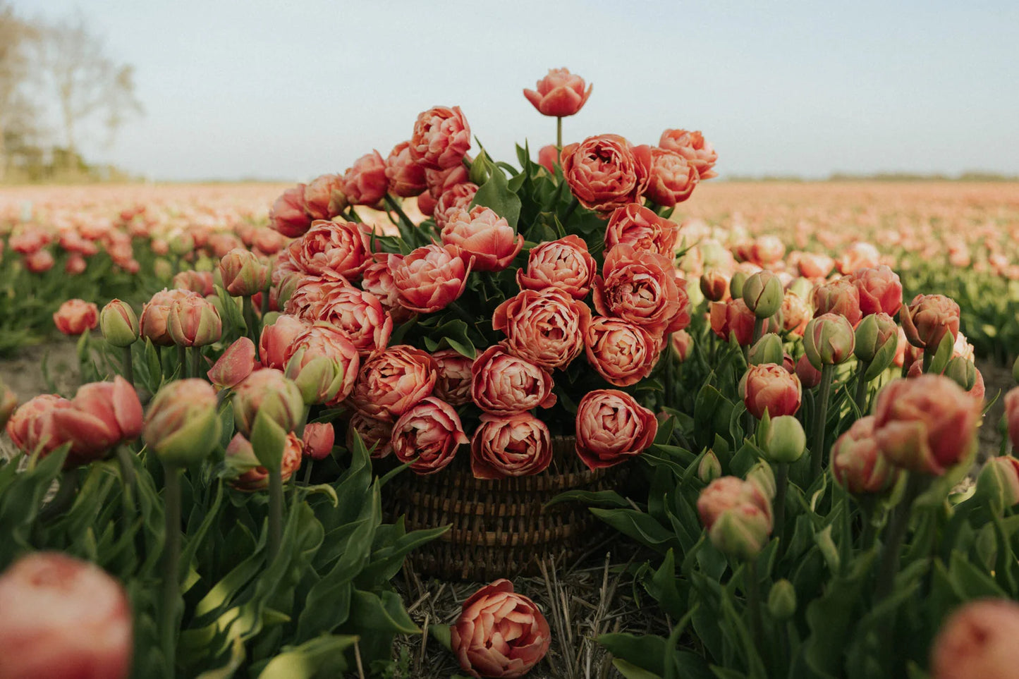 Tulpes 'Copper Image"