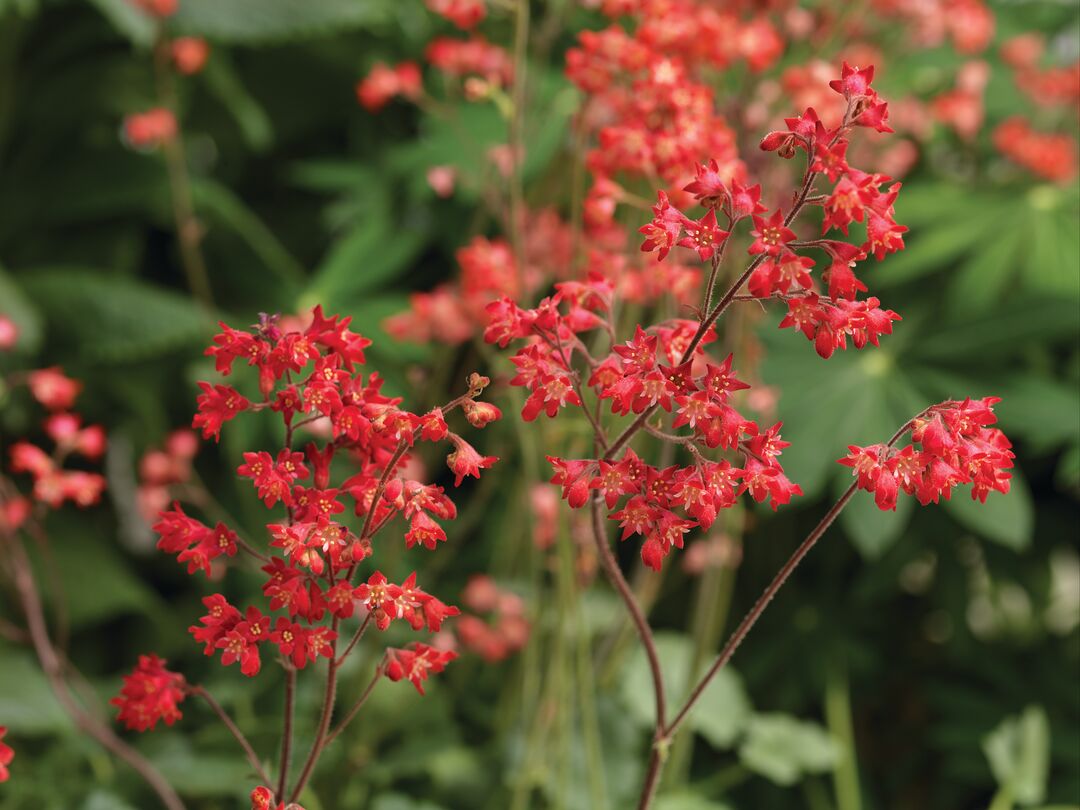 Asisnsarkanē heihēra 'Coral Forest'