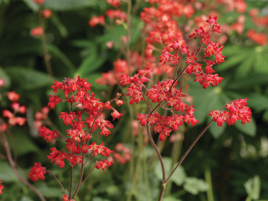 Asisnsarkanē heihēra 'Coral Forest'